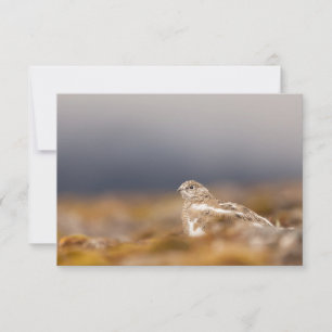 Tarjeta fotográfica de la naturaleza de Svalbard P