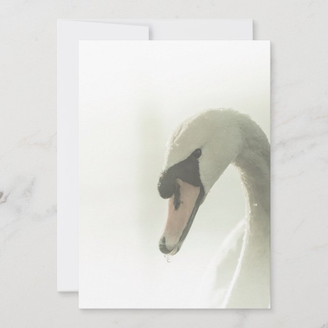 Tarjeta fotográfica de la naturaleza del cisne bla (Anverso)