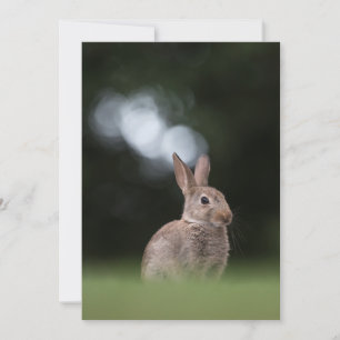 Tarjeta fotográfica de la naturaleza del conejo de