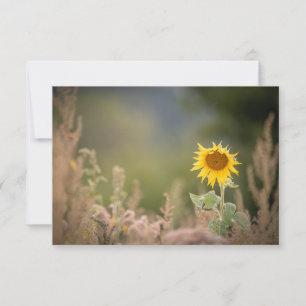 Tarjeta fotográfica de la naturaleza del girasol