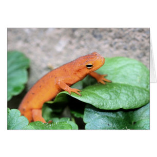 Tarjeta fotográfica de la naturaleza del salamandr