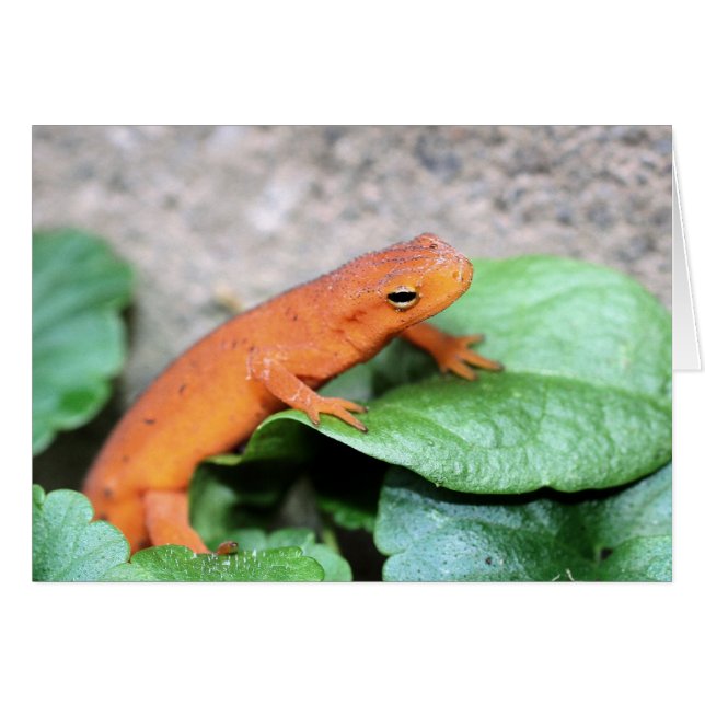 Tarjeta fotográfica de la naturaleza del salamandr (Anverso (Horizontal))