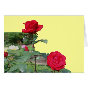 Tarjeta fotográfica de las flores rojas