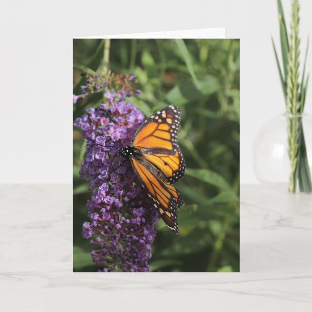 Tarjeta fotográfica de mariposa (Anverso)