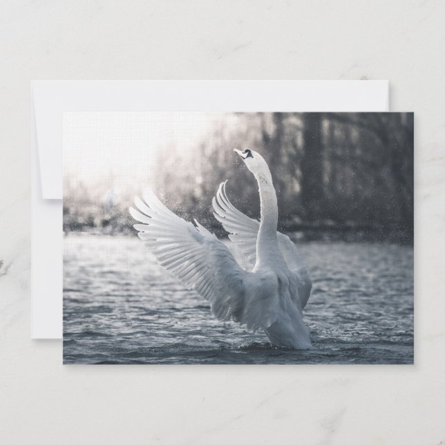 Tarjeta fotográfica de naturaleza cisne blanca (Anverso)