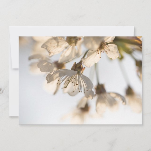 Tarjeta fotográfica de naturaleza con flores de ce (Anverso)