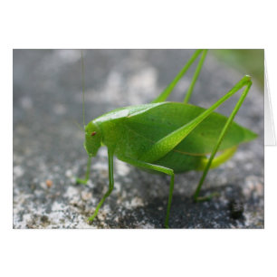 Tarjeta fotográfica de naturaleza Katydid Grasshop