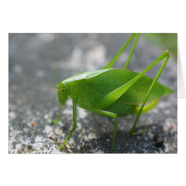 Tarjeta fotográfica de naturaleza Katydid Grasshop (Anverso (Horizontal))