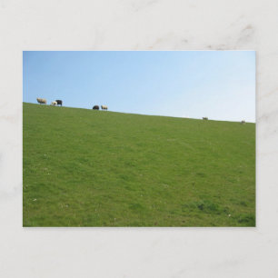 Tarjeta fotográfica de oveja en Holanda