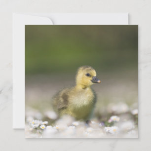 Tarjeta fotográfica de vida silvestre cutáneo