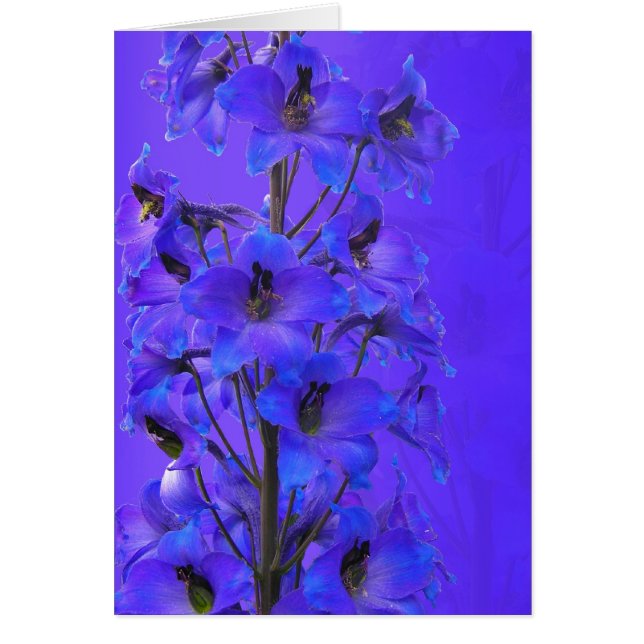 Tarjeta fotográfica diaria de Delphinium (Frente)