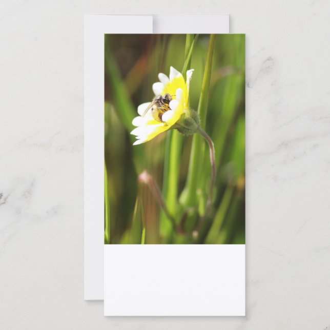 Tarjeta fotográfica en blanco, Bumble Bee (Anverso)
