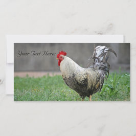 Tarjeta fotográfica en blanco, gallo