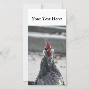 Tarjeta fotográfica en blanco, gallo