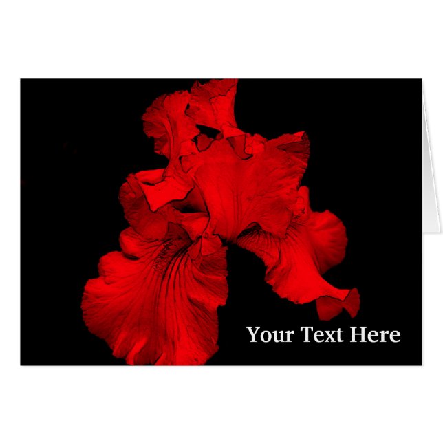 Tarjeta fotográfica floral Red Hot Daffodil (Anverso (Horizontal))