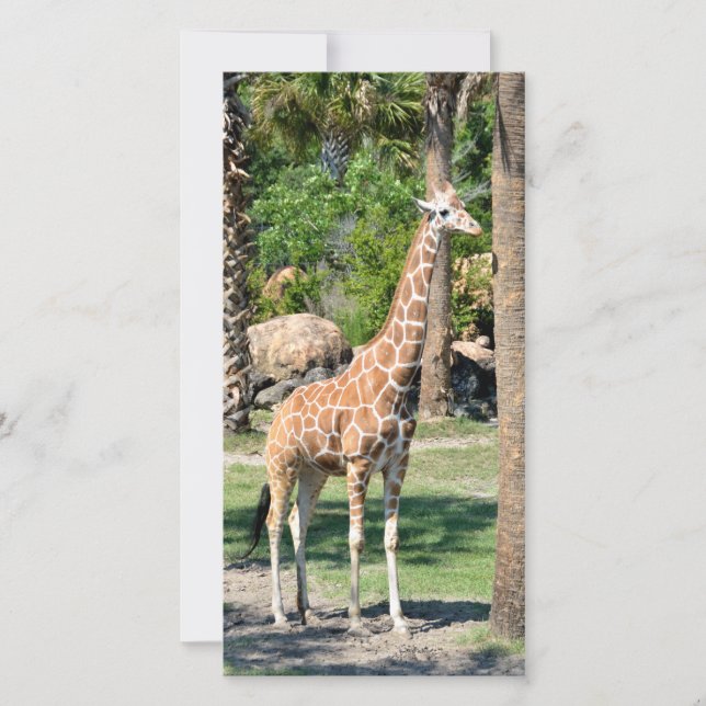 Tarjeta fotográfica Giraffe (Anverso)