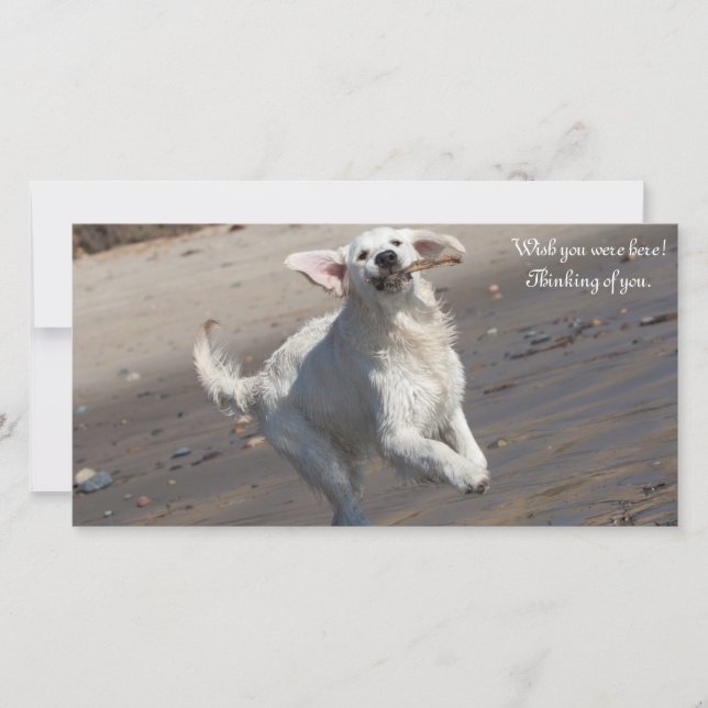 Tarjeta fotográfica Golden Retriever (Anverso)