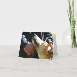 Tarjeta fotográfica Greyhound (p284)