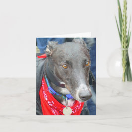 Tarjeta fotográfica Greyhound (p290)