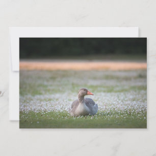 Tarjeta fotográfica Greylag Goose Nature