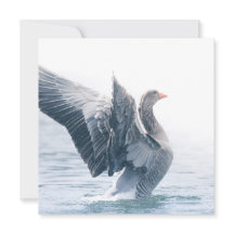 Tarjeta fotográfica Greylag Goose Nature