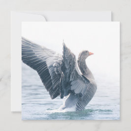 Tarjeta fotográfica Greylag Goose Nature