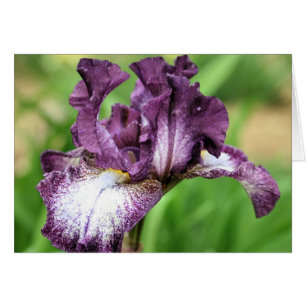 Tarjeta fotográfica Iris con barba morada