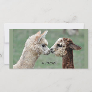 Tarjeta fotográfica Kissing Alpacas