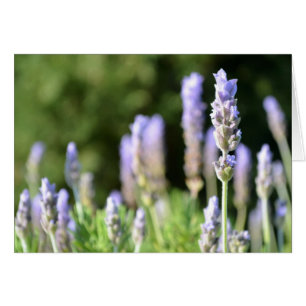 Tarjeta fotográfica Lavender