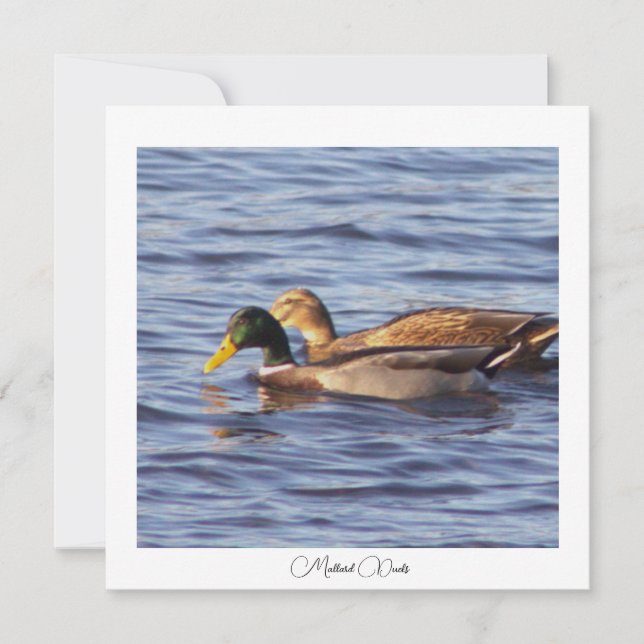 Tarjeta fotográfica Mallard Ducks (Anverso)