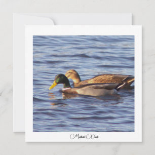 Tarjeta fotográfica Mallard Ducks