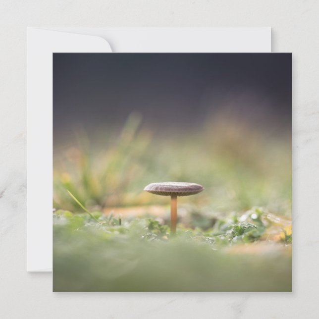 Tarjeta fotográfica Mushroom Nature (Anverso)