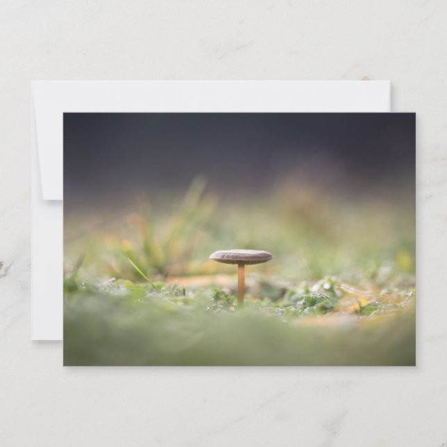 Tarjeta fotográfica Mushroom Nature (Anverso)