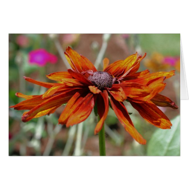 Tarjeta fotográfica naranja Black Eyed Susan Flowe (Anverso (Horizontal))