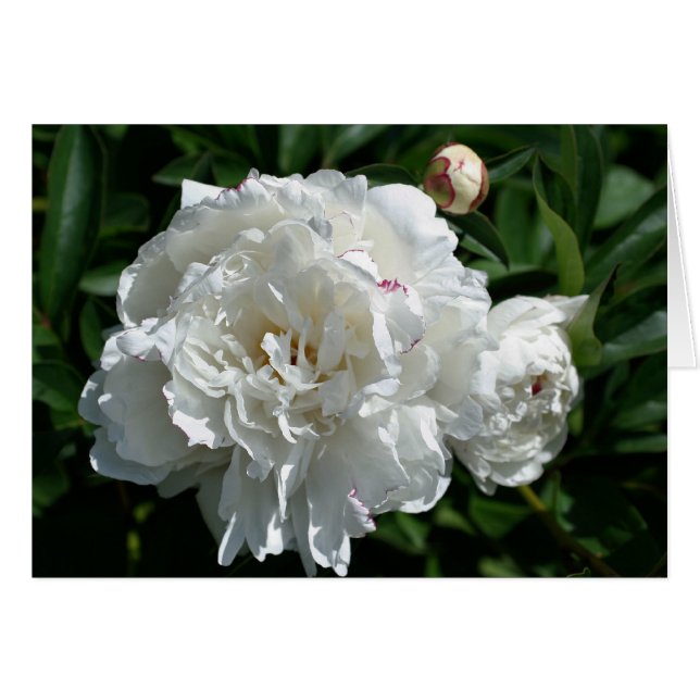 Tarjeta fotográfica Peony Phases Flower (Anverso (Horizontal))