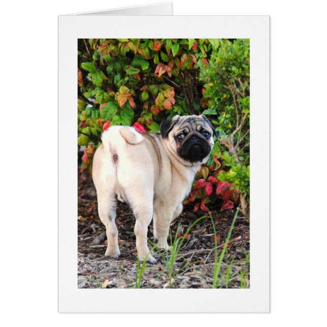 Tarjeta fotográfica Pug (Frente)