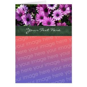 Tarjeta fotográfica Purple African Daisies Floral