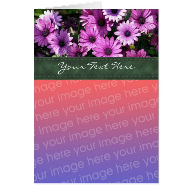 Tarjeta fotográfica Purple African Daisies Floral (Frente)