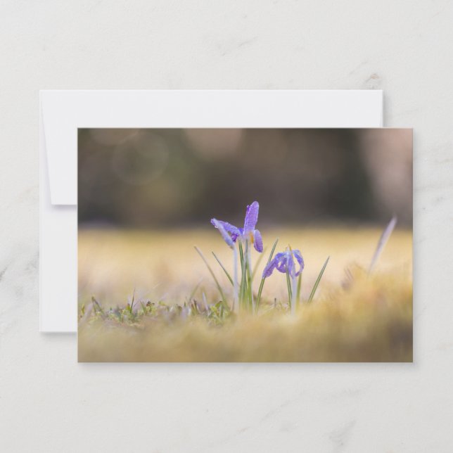 Tarjeta fotográfica Purple Crocuses (Anverso)