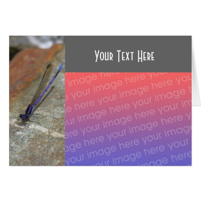 Tarjeta fotográfica Purple Damselfly (Anverso (Horizontal))