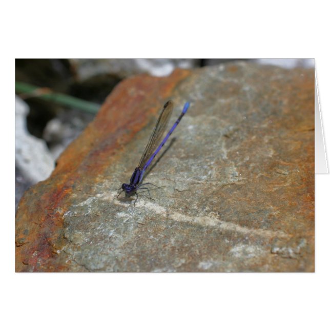 Tarjeta fotográfica Purple Damselfly Nature (Anverso (Horizontal))