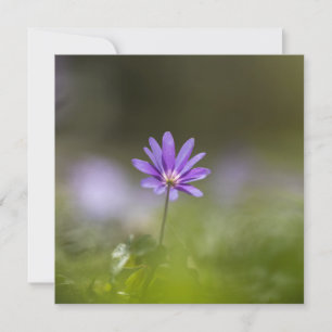 Tarjeta fotográfica Purple Windflower Nature