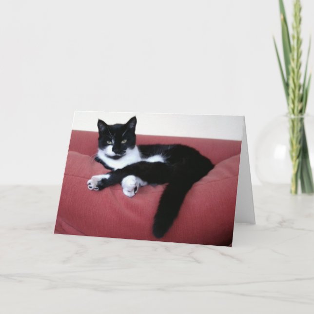 Tarjeta fotográfica Queen Cat 2 / gato hermano en  (Anverso)