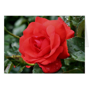 Tarjeta fotográfica Red Rose Thorns Flower