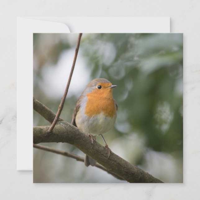 Tarjeta fotográfica Robin Bird (Anverso)