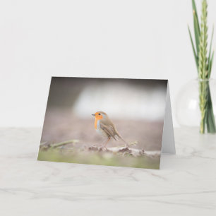 Tarjeta fotográfica Robin Bird Nature