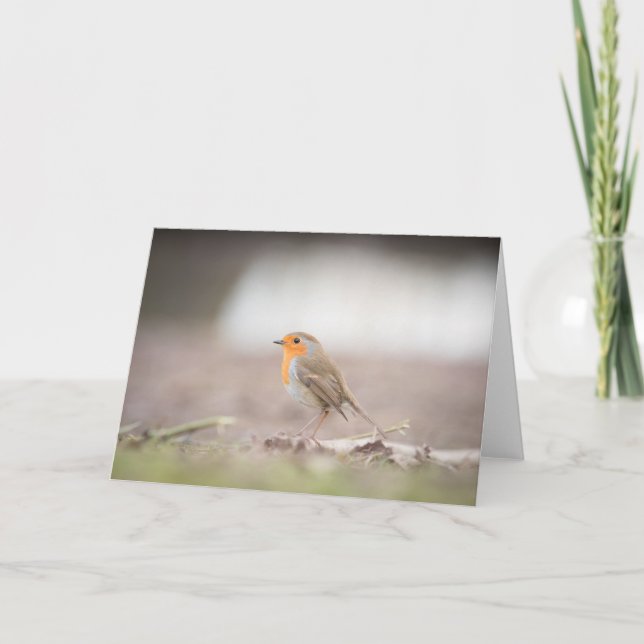 Tarjeta fotográfica Robin Bird Nature (Anverso)