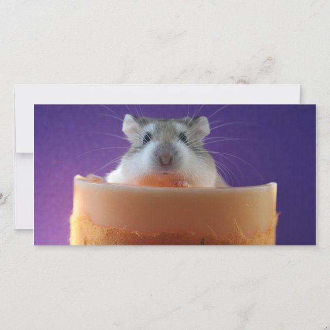 Tarjeta fotográfica Roborovksi Hamster (Anverso)