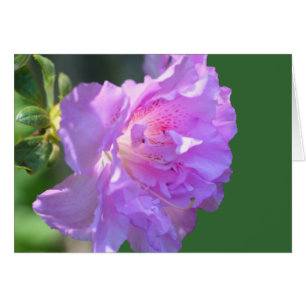 Tarjeta fotográfica rosa azalea con flores