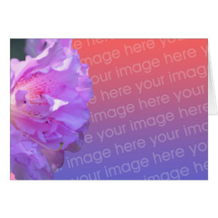 Tarjeta fotográfica rosa Azalea Flower
